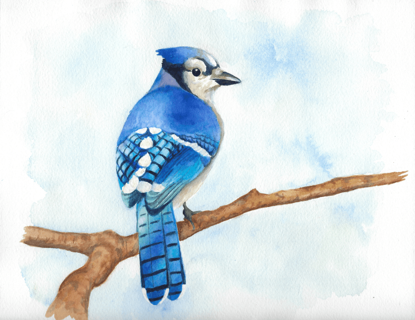 Blue jay
